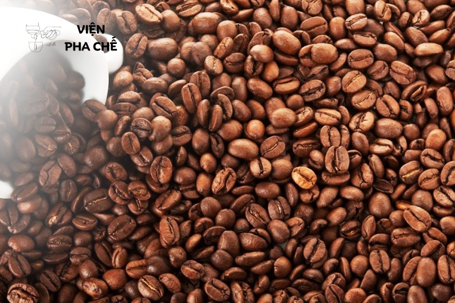 Từ lịch sử và các loại hạt đến kỹ thuật cupping chuyên nghiệp.