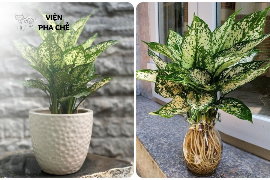 Sử dụng cây xanh để cân bằng năng lượng